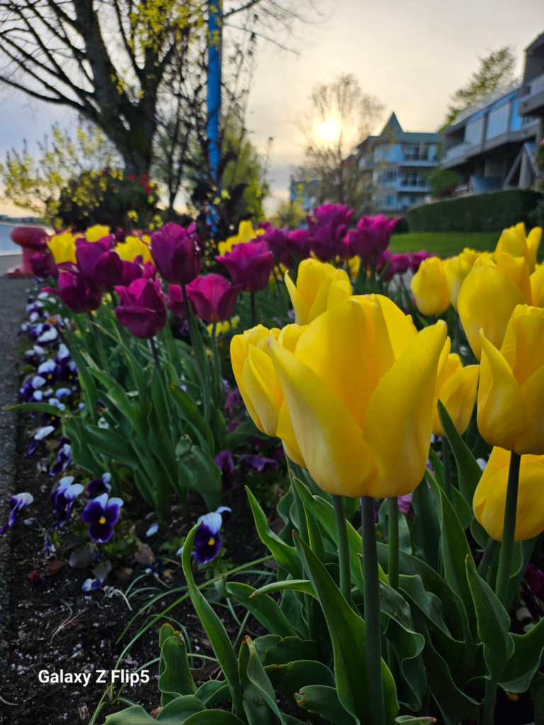 Tulips on a summer afternoon